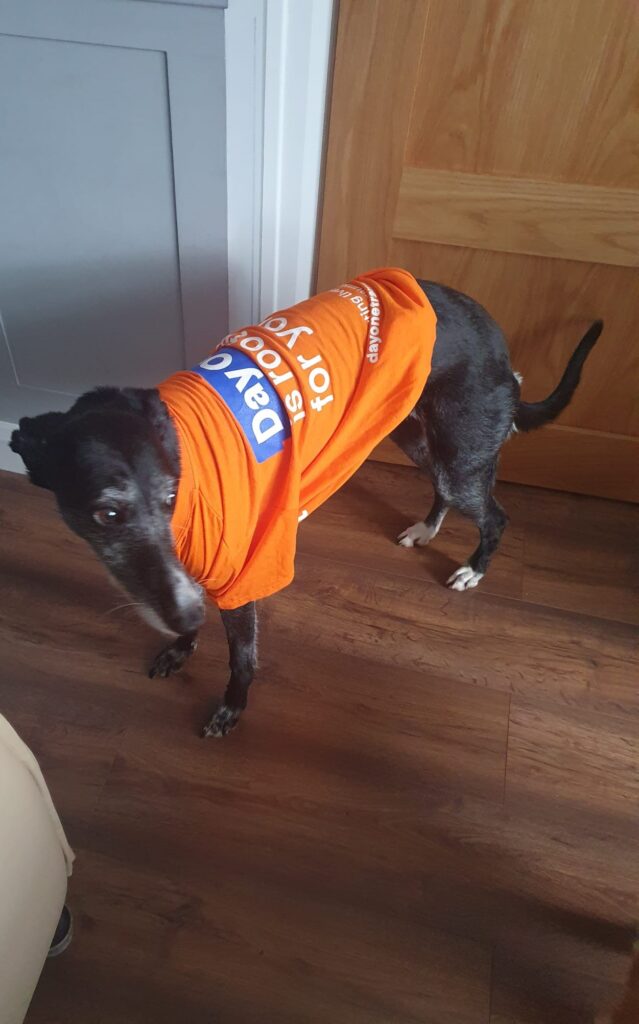 Northern Case Management staff's dog sports a day one trauma top for the 30 miles in march challenge.